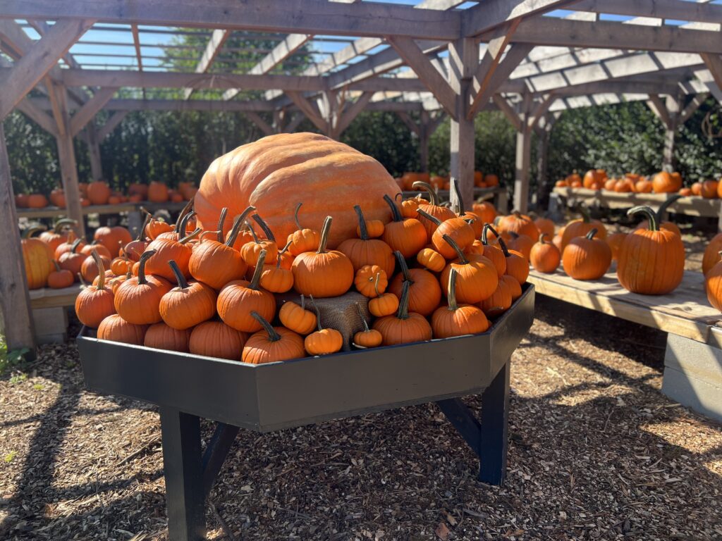 Fall Pumpkin Picking in Rhode Island