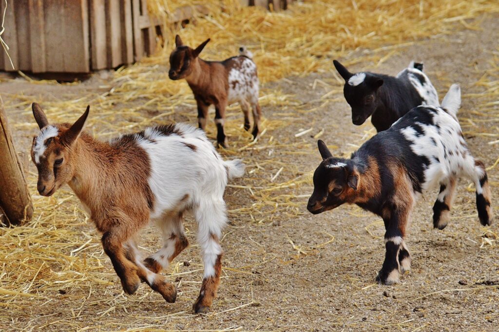 Fall Hiking with goats in Rhode Island