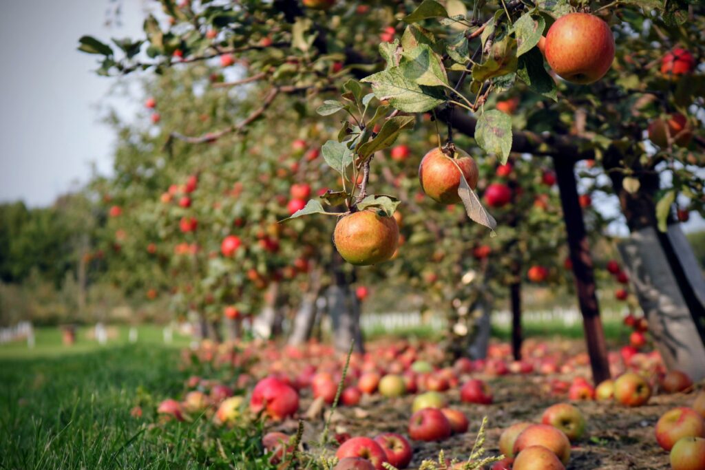 Apple Picking in the Fall in Rhode Island