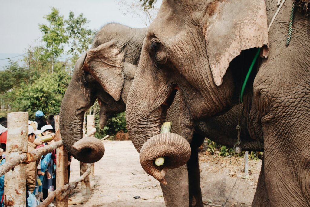 A fun thing to do with the kids in Rhode Island is visit  Roger Williams Zoo. 