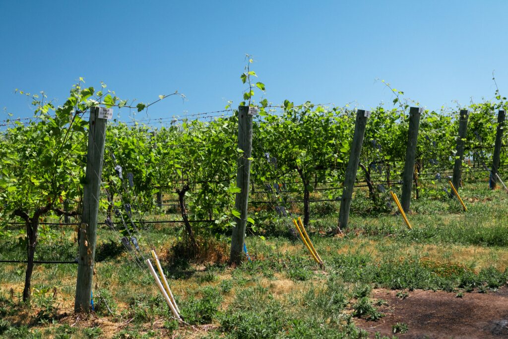 A photo of a winery in South County Rhode Island.
